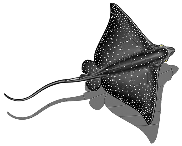 Spotted Eagle Ray Shadow Swimming Pool Mosaic