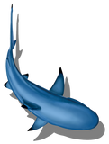 Blacktip Shark Shadow Swimming Pool Mosaic B