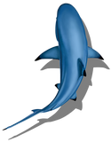 Blacktip Shark Shadow Swimming Pool Mosaic C