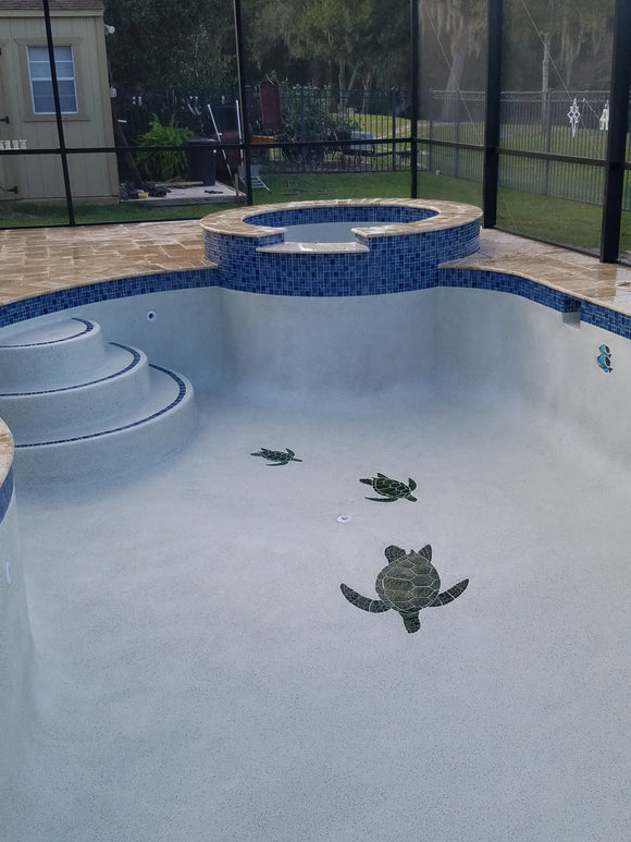 Family of Turtles heading out to the deep end of pool