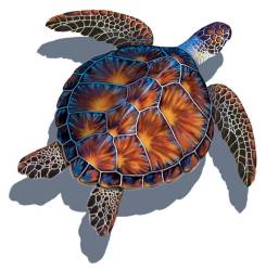 Example of a Turtle discussed in this Article