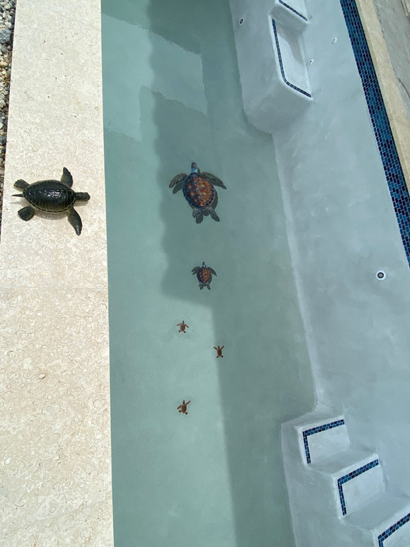 Family of Turtles heading to the deep end