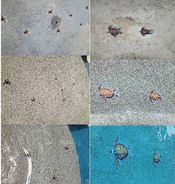 Various size Turtles swimming everywhere