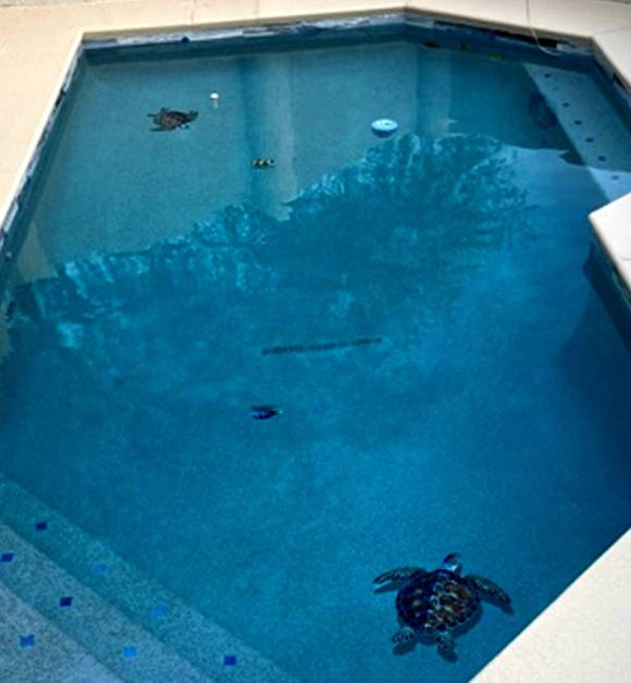 Turtles installed in pool