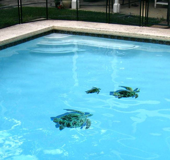 Turtles with Shadows installed in pool