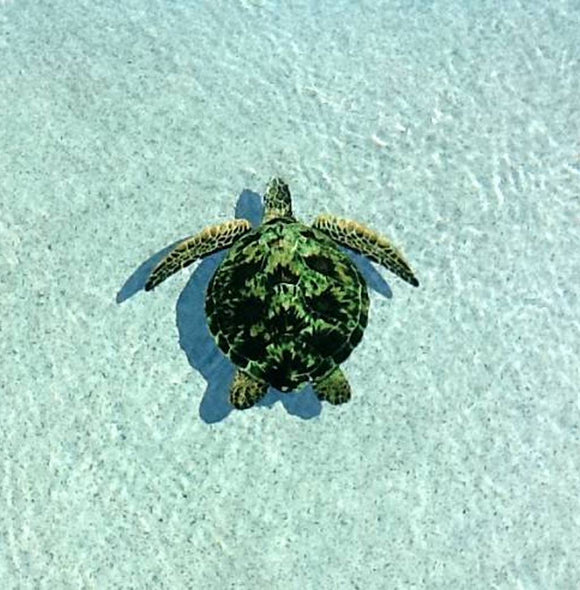 Green Sea Turtle installed in a pool