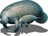 Manatee with Baby Shadow Mosaic