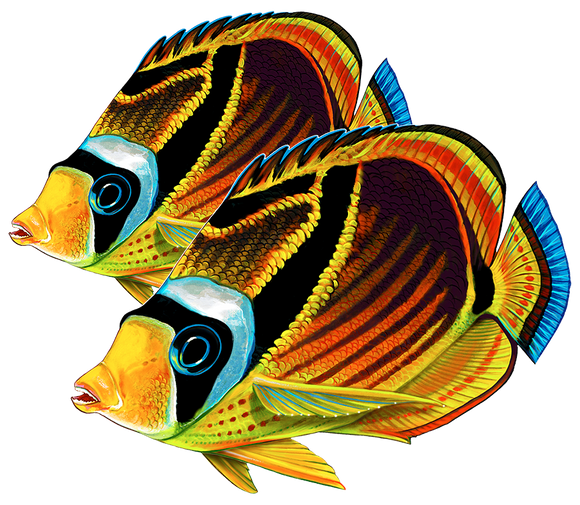 Double Raccoon Butterfly Fish Swimming Pool Mosaic