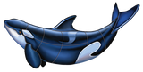 Orca Whale Swimming Pool Mosaic Upward Facing