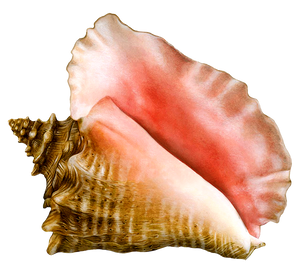 Sea Snail Conch Shell Swimming Pool Mosaic