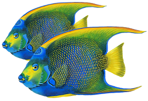 Queen Angelfish Double Swimming Pool Mosaic