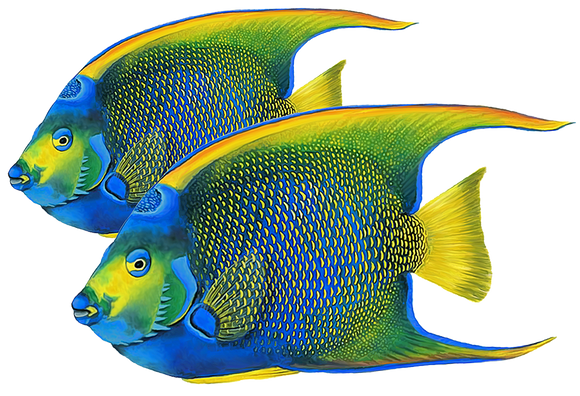 Queen Angelfish Double Swimming Pool Mosaic