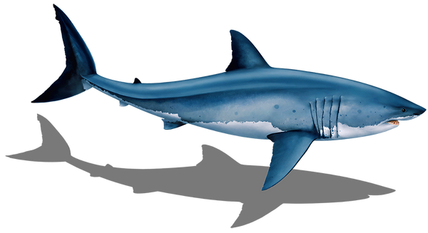 Great White Shark Shadow Swimming Pool Mosaic | Ceramic Mosaic Art