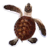 Turtle Hatchling Swimming Pool Mosaic Baby Brown B