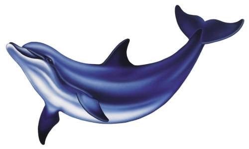 #5300 Dolphin Small